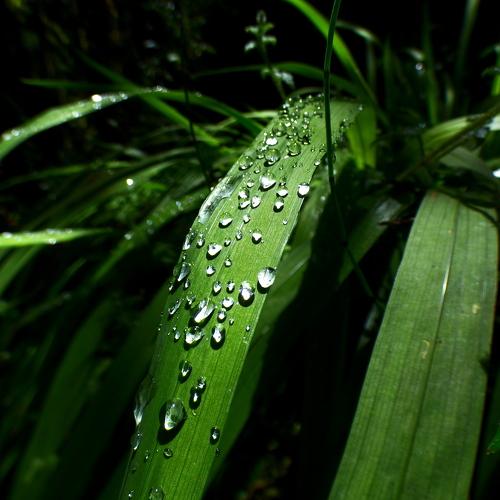 Las plantas se tiñen con agua de Páramo.