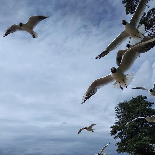 Photo #4605320