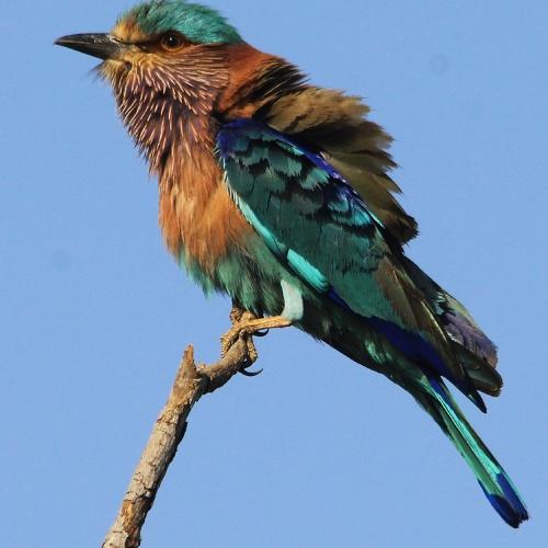 Photo #4605505
