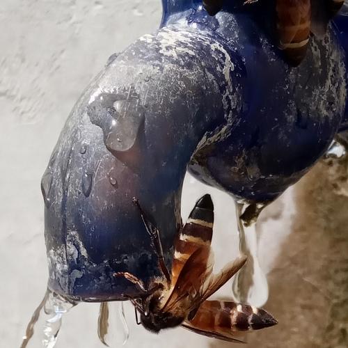 Thirsty bee