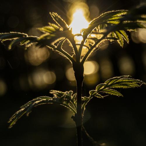 Photo #4606671