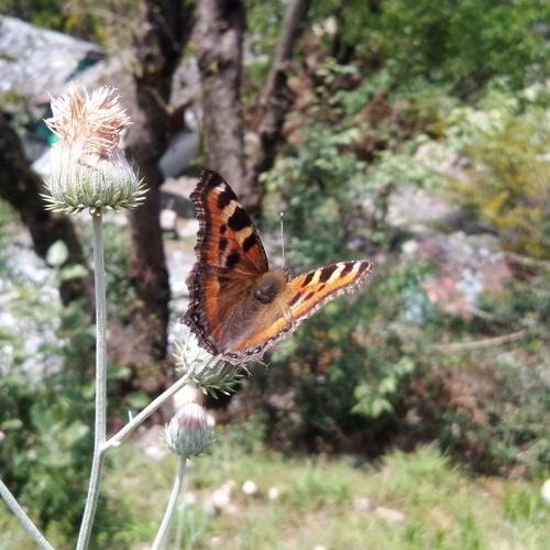 Photo #4607090