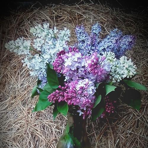 Photo #4607469
