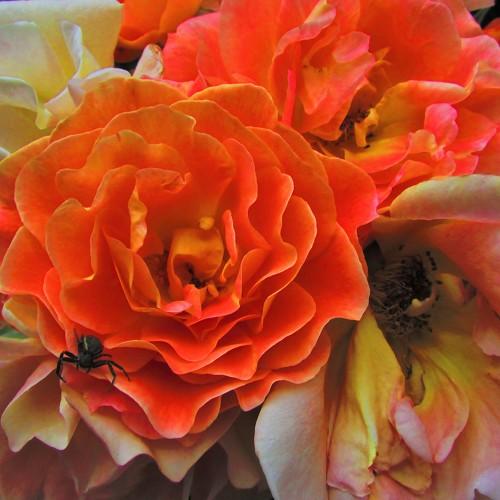 Photo #4607766
