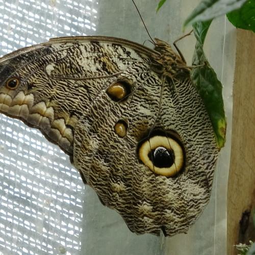 Mariposas