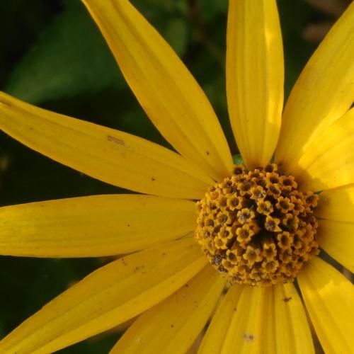 Photo #4607876