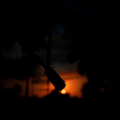 Photo #4608037