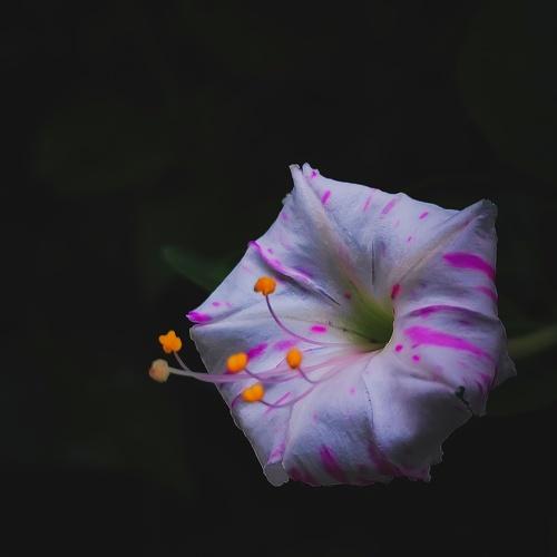 Sondhamaloti ( in Bengali )