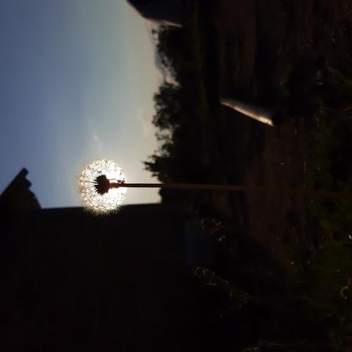 Photo #4608219