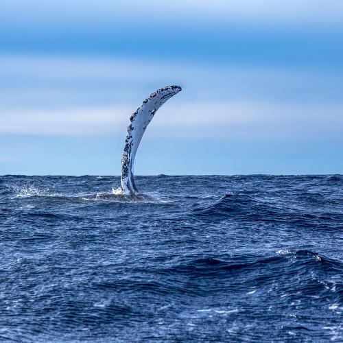 Photo #4608447