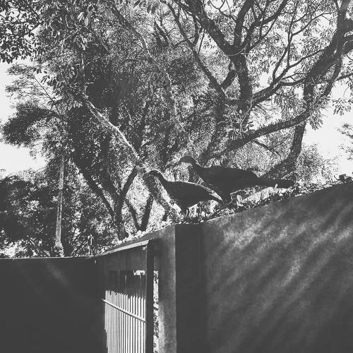 Photo #4608680