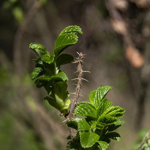 Photo #4610029