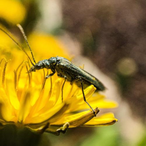 Photo #4610084