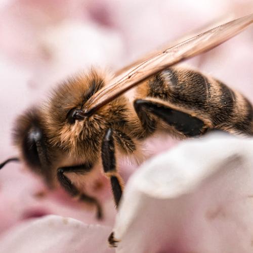 Photo #4610101