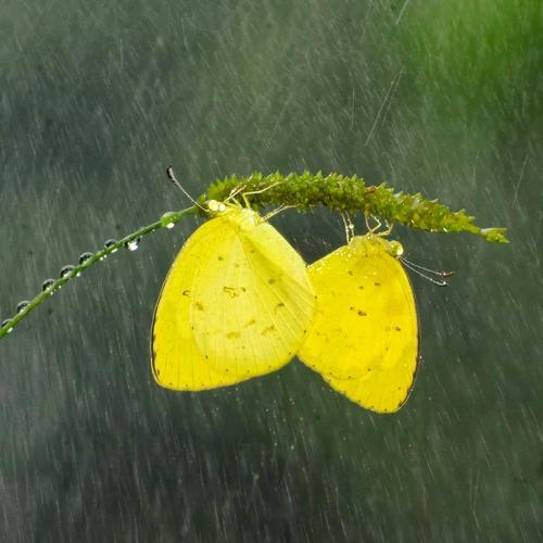 Photo #4610954