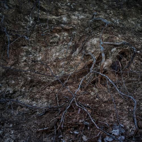Photo #4612795