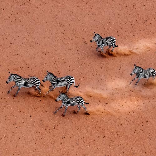 Namibian Equus Zebra