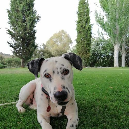 Photo #4614741