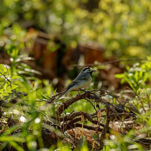 Photo #4615231