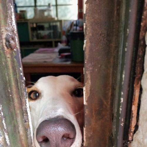 Photo #4616719