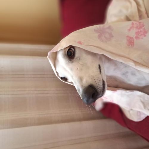 Photo #4616720