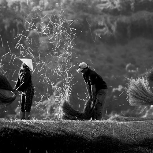 Photo #4616972