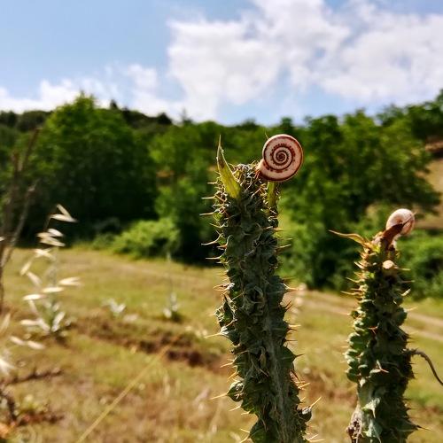 Yürüyorum dikenlerin üstünde.(I am walking on the thorns)