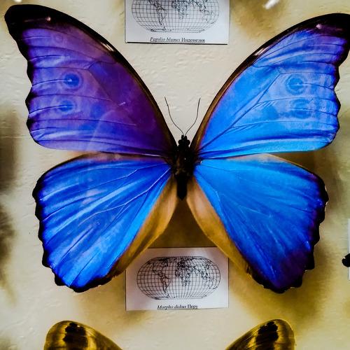 Butterfly inspiration