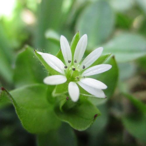 Macro