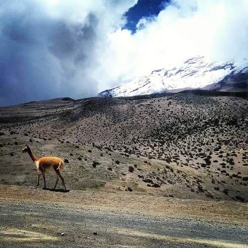Camélido en el Chimborazo