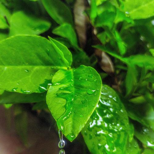 Photo #4621153