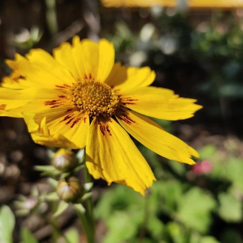 The Yellow Flower