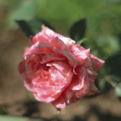 Photo #4624548