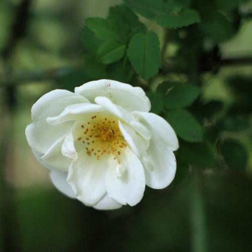 Photo #4624571