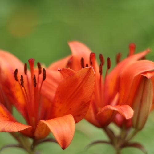 Photo #4624702