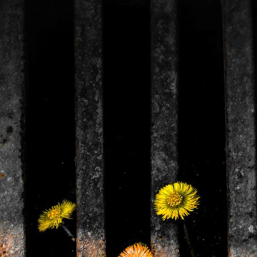 Dandelions jail