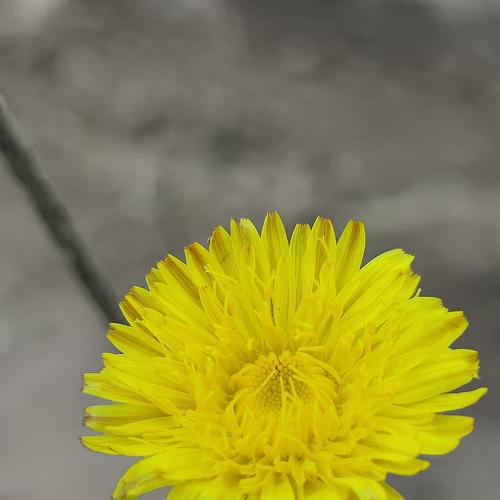 Photo #4626574