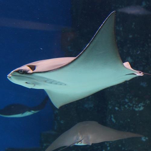 Photo #4628512