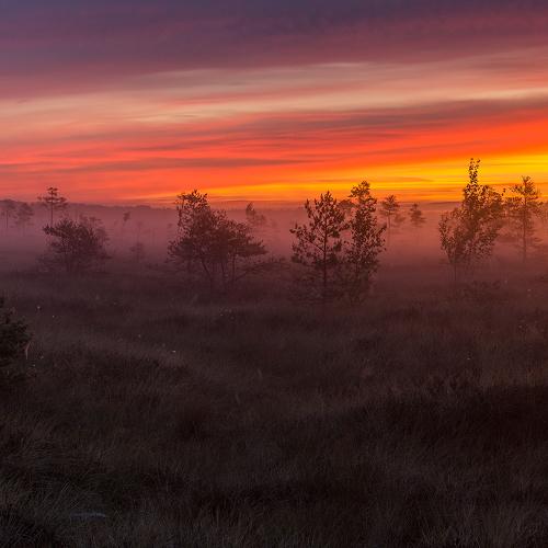 Photo #4629648