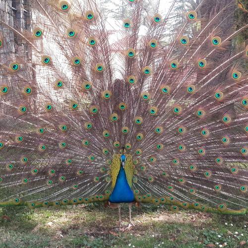 Photo #4629758