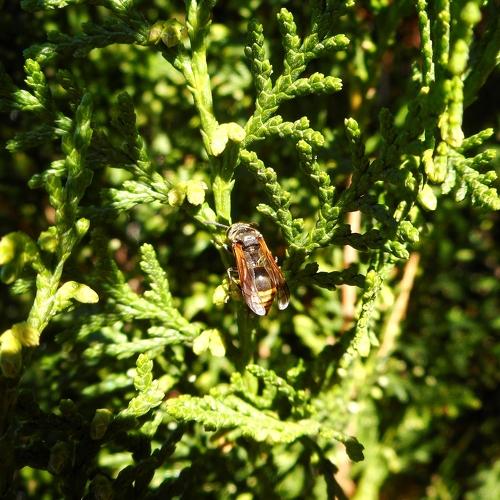Photo #4630627