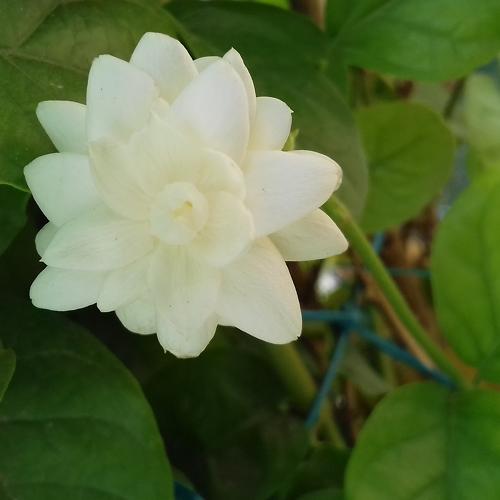 Photo #4631176