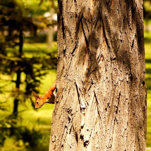 Photo #4632506