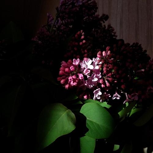 Photo #4632534
