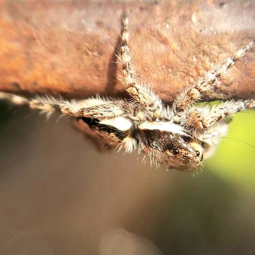 Aranha Saltadora