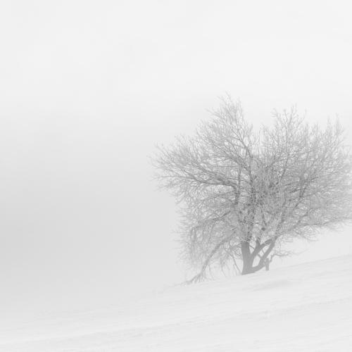 Photo #4632714
