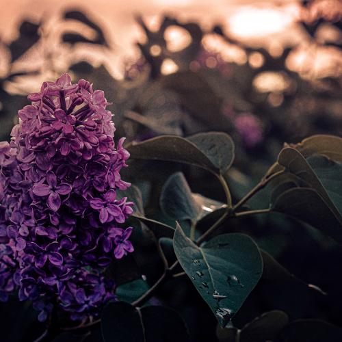Photo #4633975