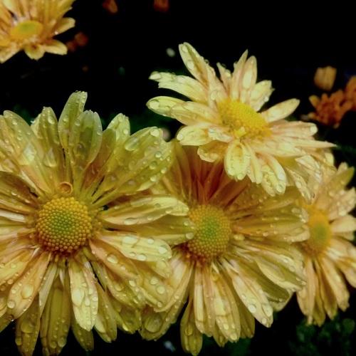 Yellow Chrysnthemum