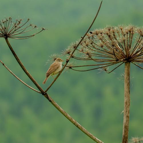 Photo #4634496