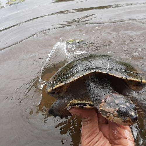 Photo #4635413